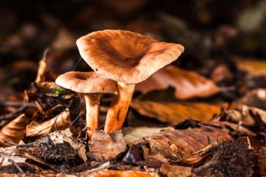 mantar-makro fotoğraf