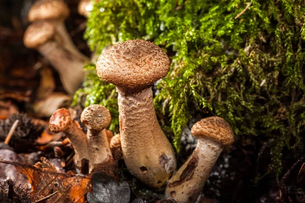 mantar-makro fotoğraf