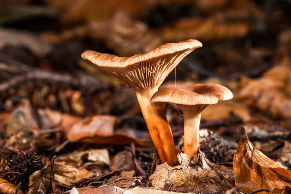 mantar-makro fotoğraf