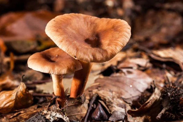 mantar-makro fotoğraf