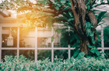 Ağaç tarafından çevrili penceresi olan ev. F ile arka plan bulanık