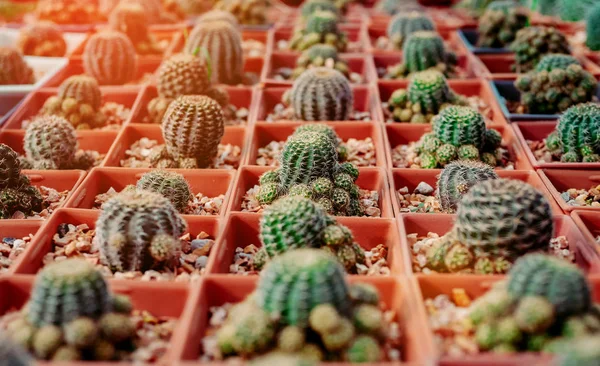 Cactus Flowers in pots , colorful flowers pots, flowers shop , r — Stock Photo, Image