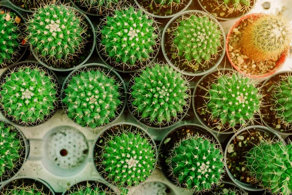 Cactus in pot top view — Stock Photo, Image