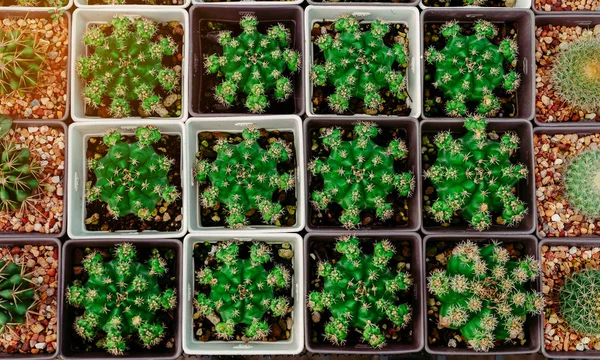 Üstten Görünüm üst üste küçük kaktüs. Arka planı için kullanılan