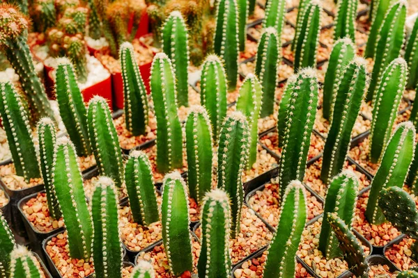 Various cactus plants Group of cactus in pot — Stock Photo, Image