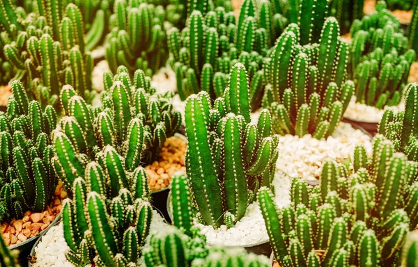 Various cactus plants Group of small cactus in pot — Stock Photo, Image