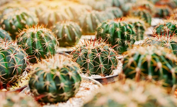 Various cactus plants Group of small cactus in the pot. — Stock Photo, Image