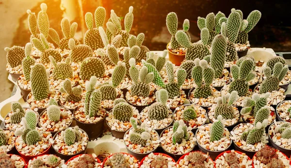 Various cactus plants Group of cactus in pot — Stock Photo, Image