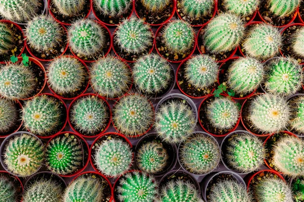 Kis cactus egy sorban. Háttereként használt. szemközti nézet — Stock Fotó