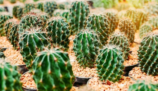 Various cactus plants Group of small cactus in the pot. — Stock Photo, Image
