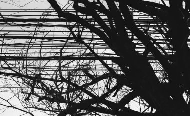 Kablolar üzerinde ağaç siyah ve beyaz