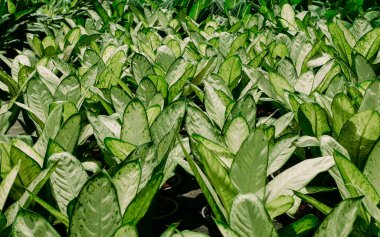 Yeşil doğa arkaplanını terk eder