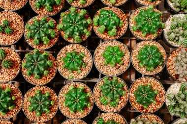 kaktüs pot Üstten Görünüm