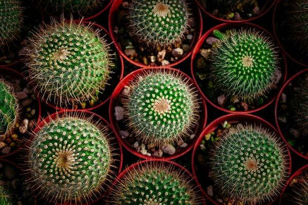 Cactus in desert, cactus on rock, cactus Nature green background — Stock Photo, Image