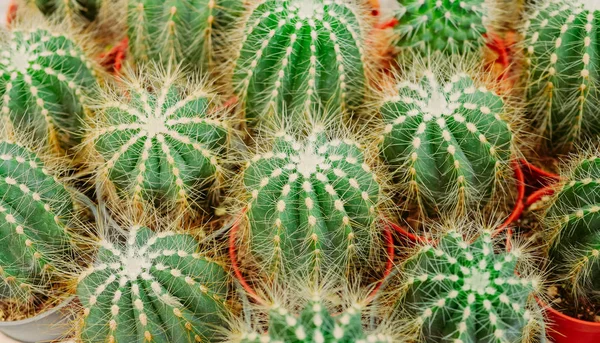 Closeup of The Golden ball cactus — Stock Photo, Image