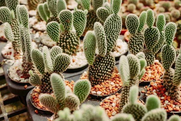 Opuntia Cactus Plant in pot — Stock Photo, Image