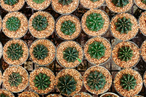 Small cactus in pot top view — Stock Photo, Image