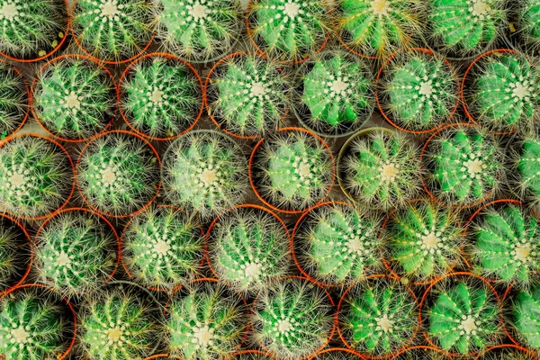 Malý kaktus v řadě, použité pro pozadí. pohled shora — Stock fotografie
