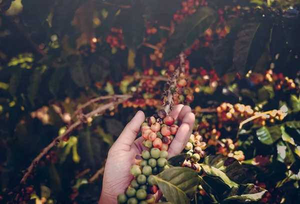 stock image arabica coffee berries with agriculturist hands. Hand holding co