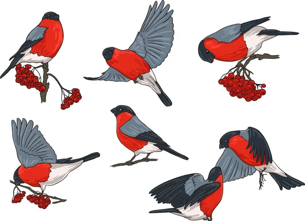 Şakrak kuşu kuşlar set