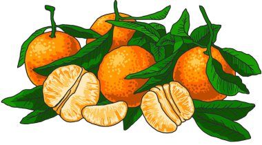 Taze sulu mandalina. Tropikal meyve ve yaprakları. Vektör çizim