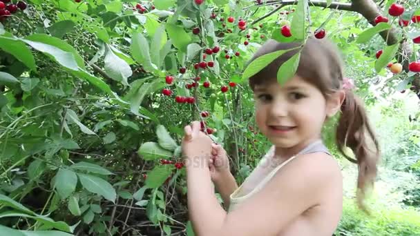 Грайлива маленька дівчинка вибирає вишні, висить як сережки — стокове відео
