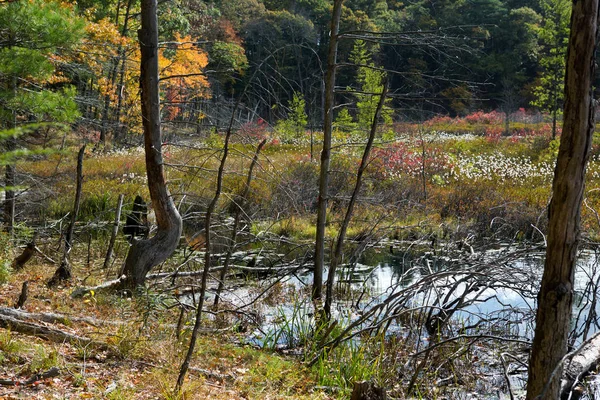 Walden Pond orman — Stok fotoğraf