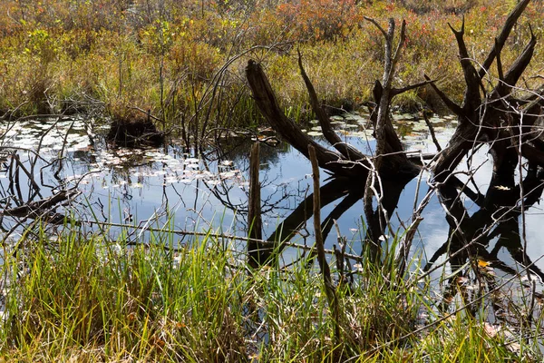 Floresta da lagoa Walden — Fotografia de Stock