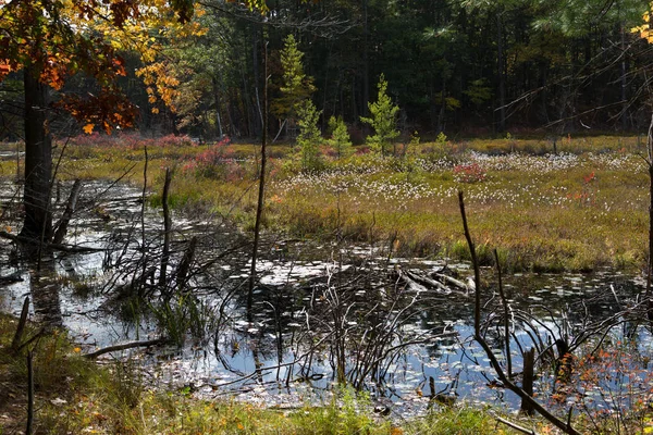 Floresta da lagoa Walden — Fotografia de Stock