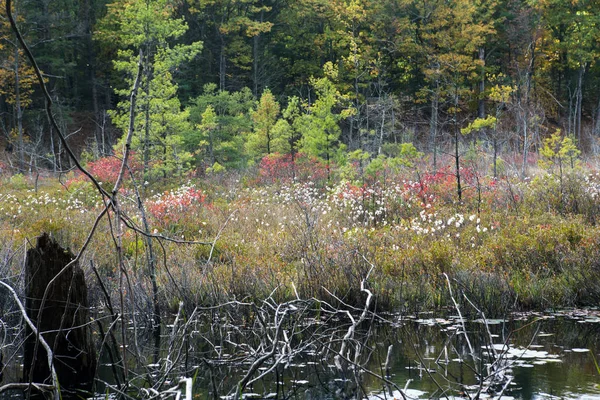 Walden Pond Les — Stock fotografie