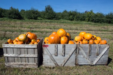 Cadılar Bayramı Balkabağı