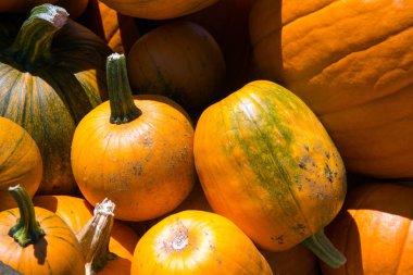 Cadılar Bayramı Balkabağı