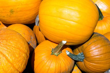 Cadılar Bayramı Balkabağı