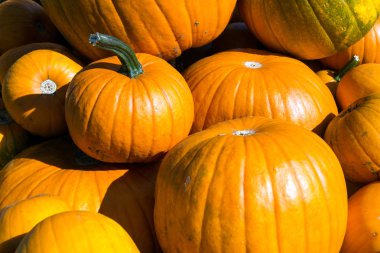 Cadılar Bayramı Balkabağı