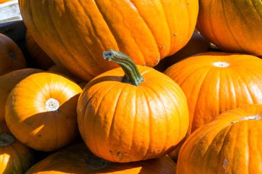 Cadılar Bayramı Balkabağı