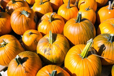 Cadılar Bayramı Balkabağı