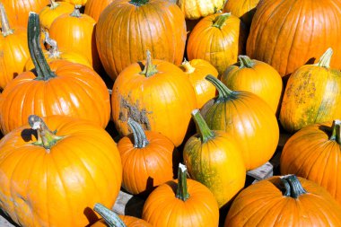 Cadılar Bayramı Balkabağı