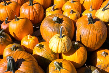 Cadılar Bayramı Balkabağı