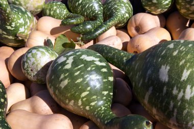 Cadılar Bayramı Balkabağı