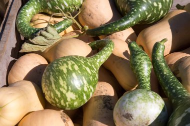 Cadılar Bayramı Balkabağı