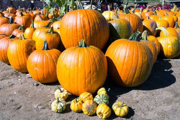 Zucca di Halloween — Foto Stock