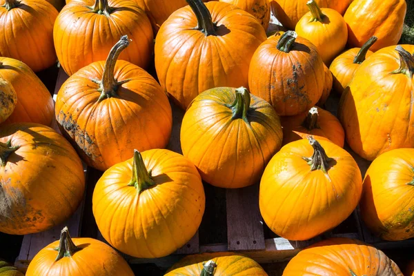 Zucca di Halloween — Foto Stock