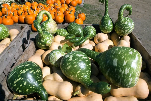 Calabaza de Halloween — Foto de Stock