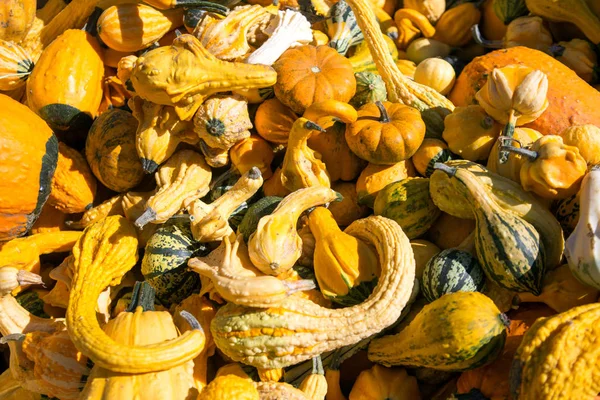 Zucca di Halloween — Foto Stock