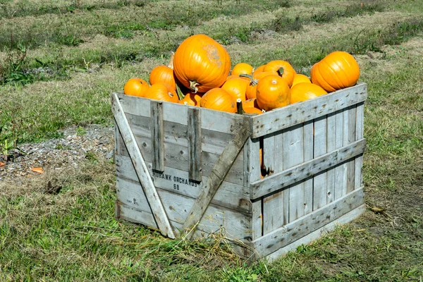 Halloween dýně — Stock fotografie