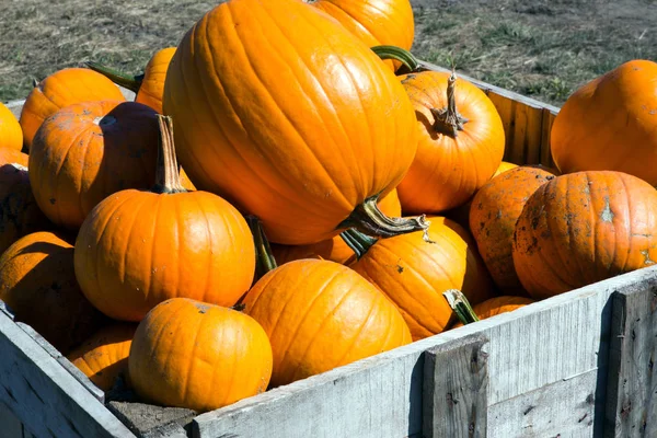 Halloweenpumpa — Stockfoto