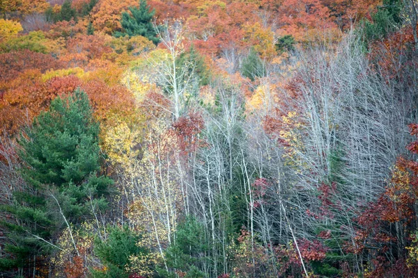 Hegyek és az őszi erdő — Stock Fotó