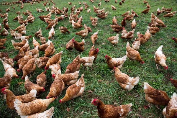 Kippenboerderij — Stockfoto