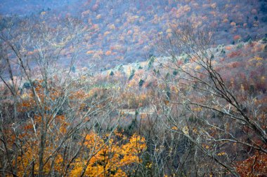 ağaçlarda sonbahar