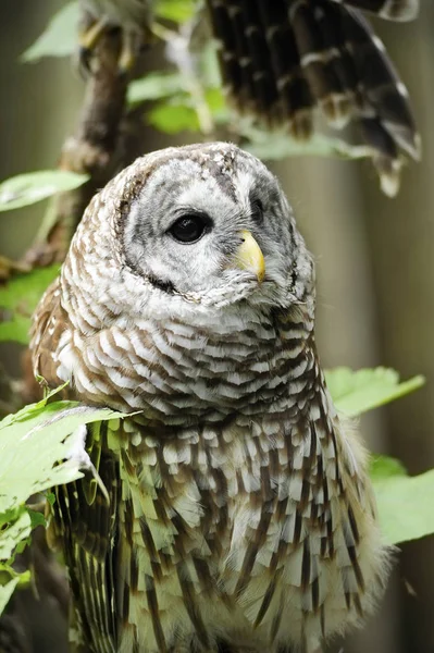 Portrait of a Barred Owl — Stock Photo, Image